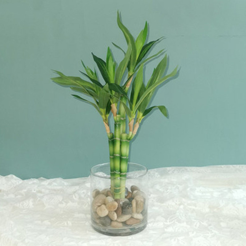 Aquarium Marine Tank - New 40cm rFtificial Lucky Bamboo Succulent