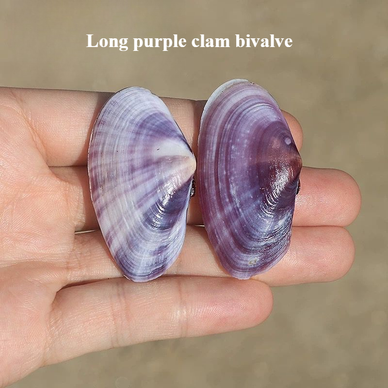 Aquarium Marine Tank - Long Purple Clam Natural Conch Purple