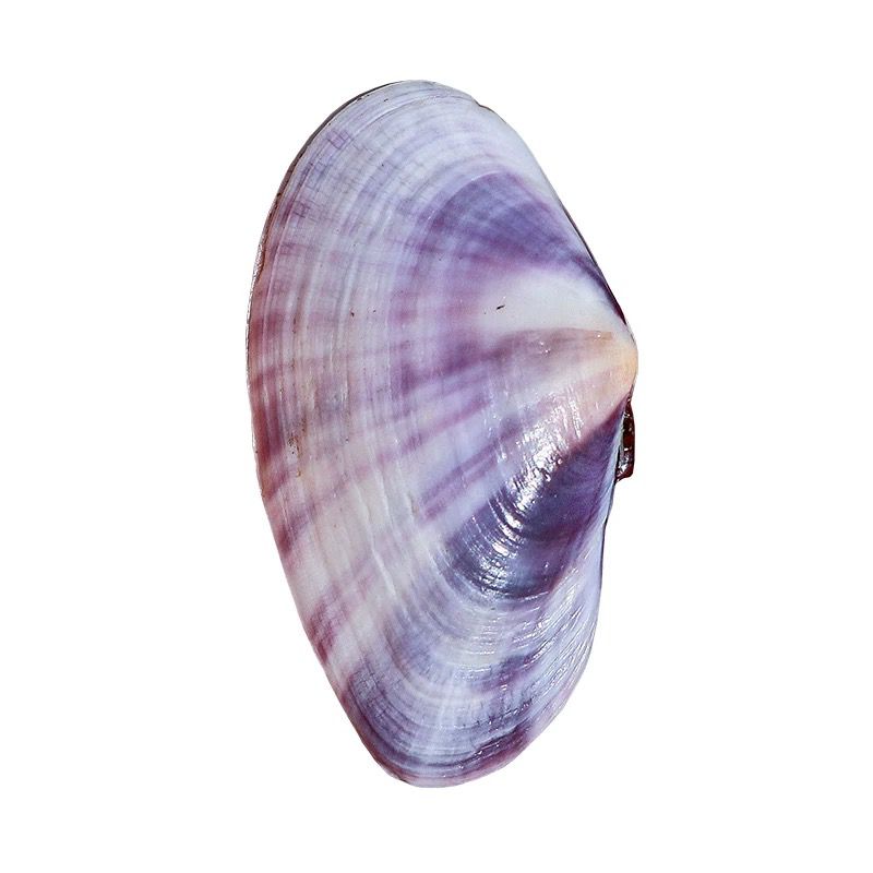 Long Purple Clam Natural Conch - Aquarium Marine Tank 评论和价格