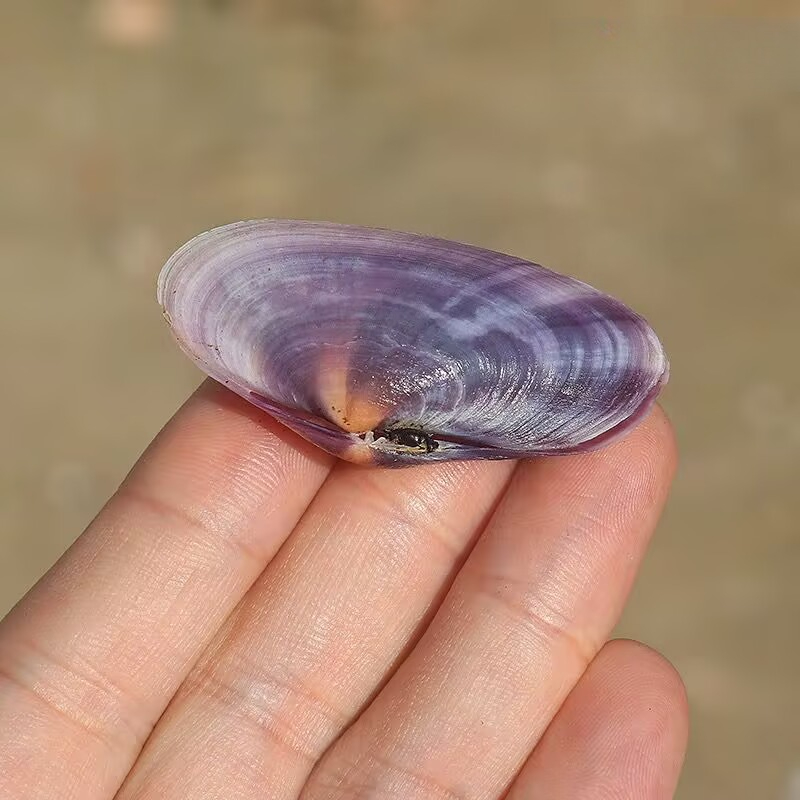 Long Purple Clam Natural Conch - Aquarium Marine Tank 评论和价格