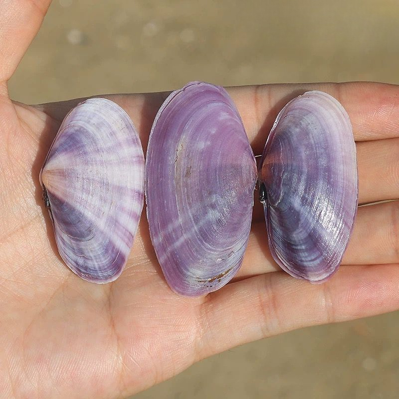 Long Purple Clam Natural Conch - Aquarium Marine Tank 评论和价格