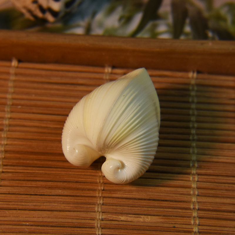 Natural Cardium cardissa Shell - Aquarium And Marine 评论和价格