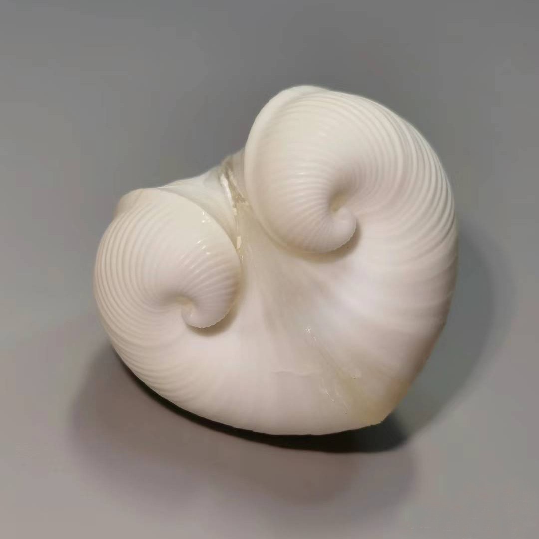 Natural Cardium cardissa Shell - Aquarium And Marine 评论和价格