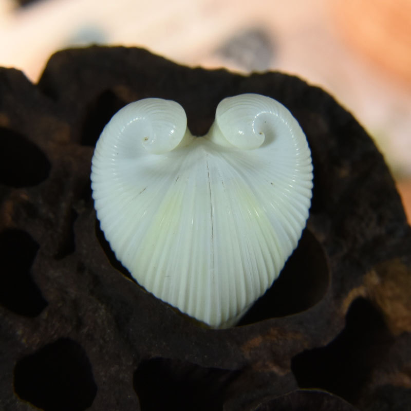 Natural Cardium cardissa Shell - Aquarium And Marine 评论和价格